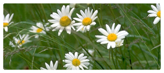 DNSEMP-L-021 Field of Daisies